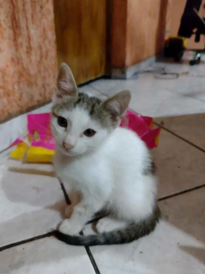 Gato ra a  idade 2 a 6 meses nome Pandinha