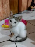 Pandinha