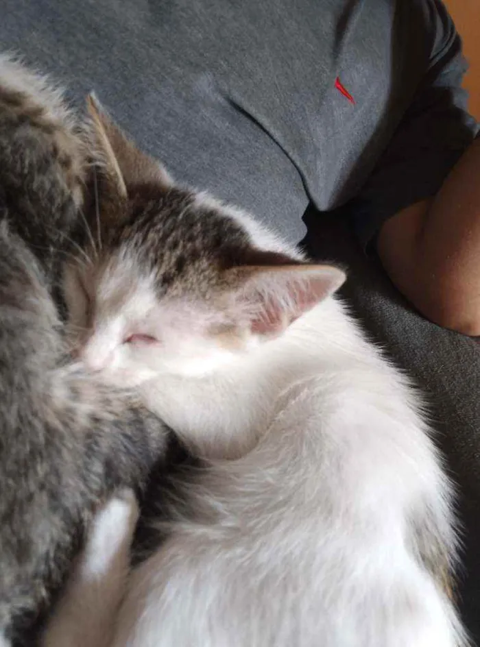 Gato ra a  idade 2 a 6 meses nome Pandinha