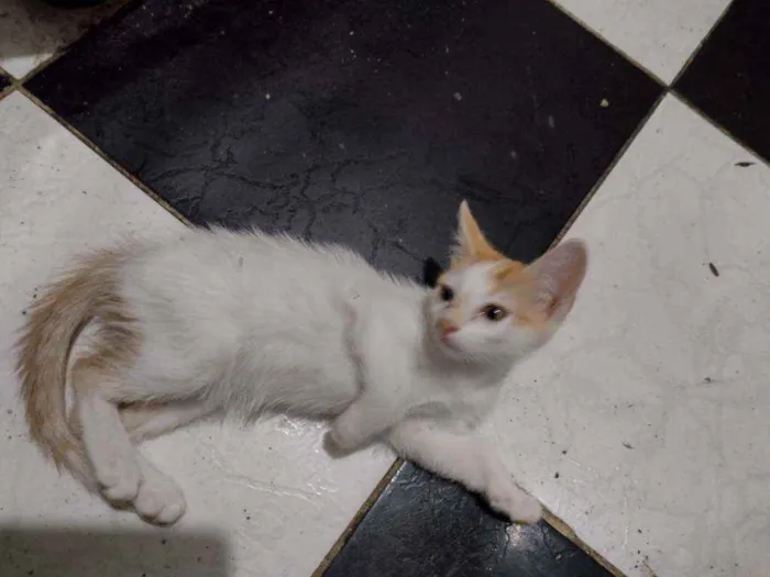 Gato ra a Indefinido idade 2 a 6 meses nome Cocota