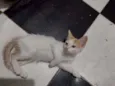 Cocota