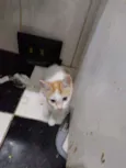 Cocota