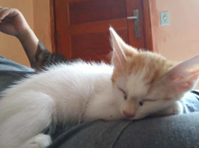 Gato ra a Indefinido idade 2 a 6 meses nome Cocota