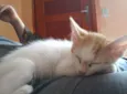 Cocota