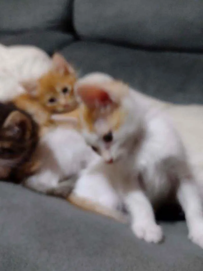 Gato ra a Indefinido idade 2 a 6 meses nome Cocota