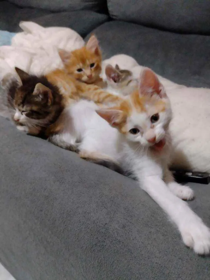 Gato ra a Indefinido idade 2 a 6 meses nome Cocota