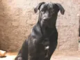 Sirius