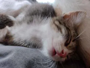 Gato raça Indefinido idade 2 a 6 meses nome Frajola