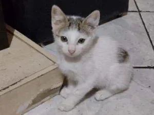 Gato raça  idade 2 a 6 meses nome Pandinha