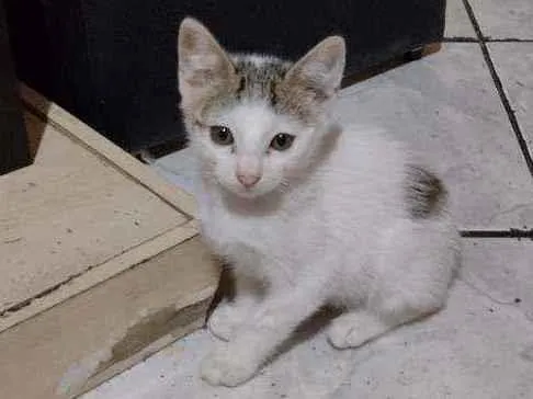 Gato ra a  idade 2 a 6 meses nome Pandinha