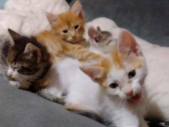 Gato ra a Indefinido idade 2 a 6 meses nome Cocota