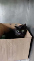 Merlin