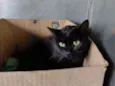 Merlin