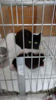 Merlin