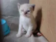 Merlin