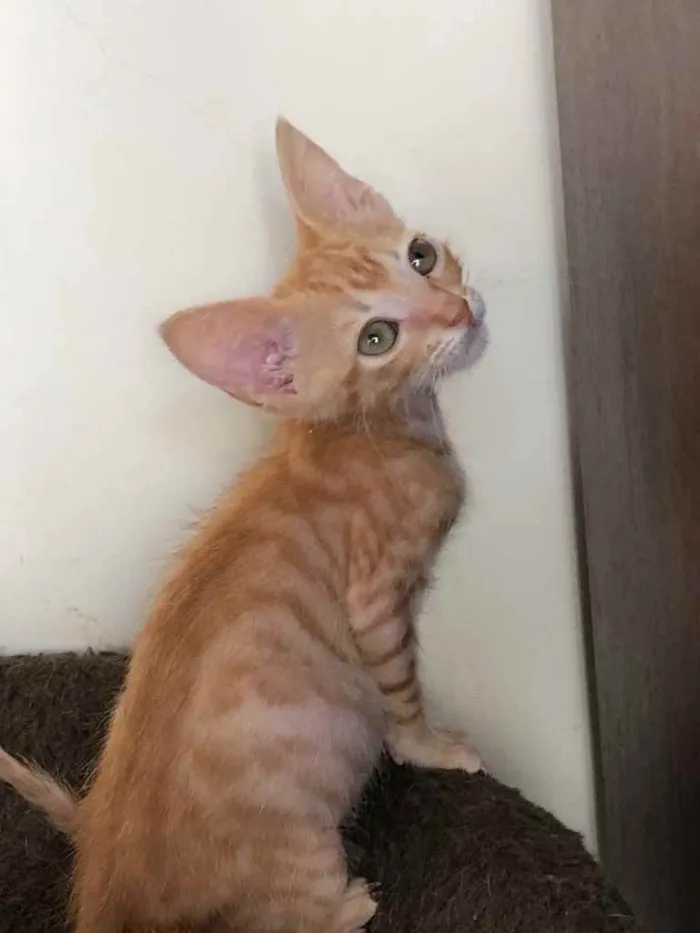 Gato ra a Srd idade Abaixo de 2 meses nome Ralph