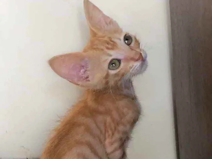 Gato ra a Srd idade Abaixo de 2 meses nome Ralph
