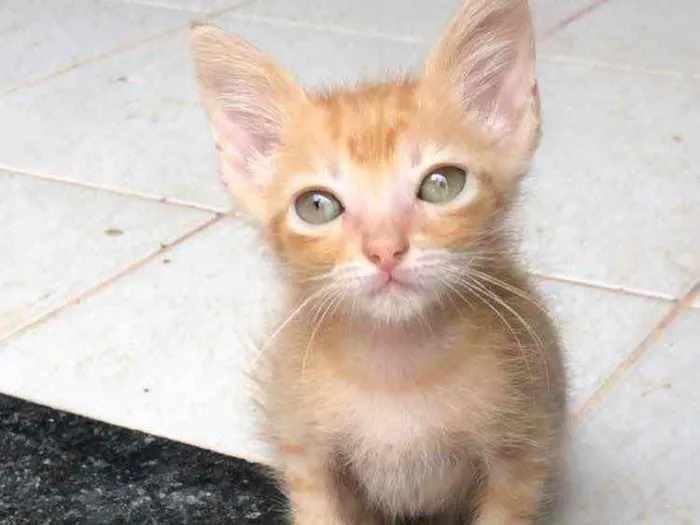 Gato ra a Srd idade Abaixo de 2 meses nome Ralph