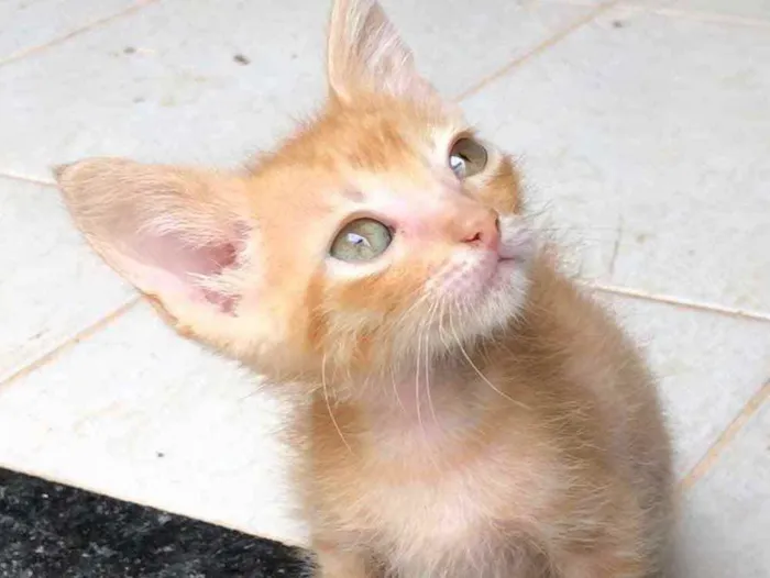 Gato ra a Srd idade Abaixo de 2 meses nome Ralph