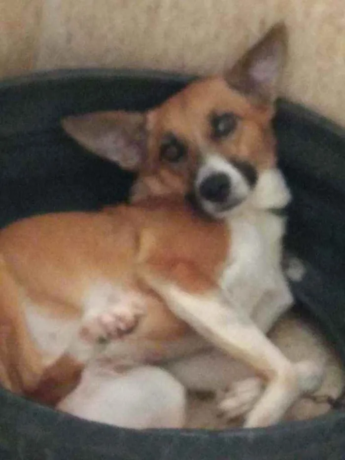 Cachorro ra a Vira lata idade 4 anos nome Mel