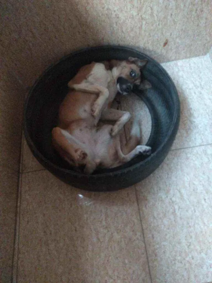 Cachorro ra a Vira lata idade 4 anos nome Mel