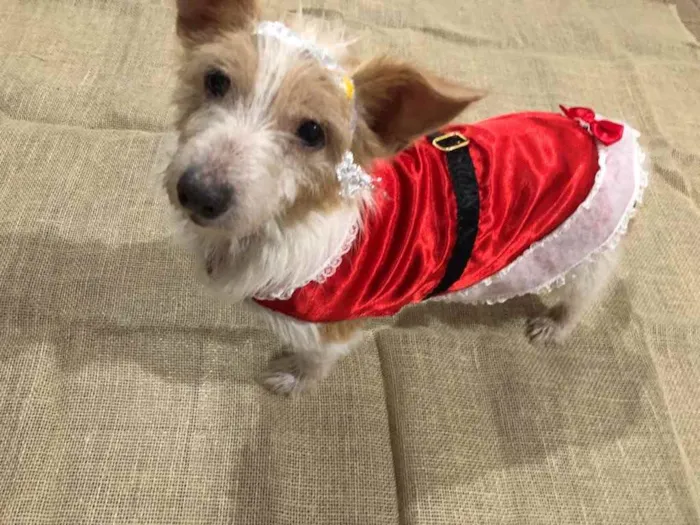 Cachorro ra a Sem raça definida idade 6 ou mais anos nome BELINHA