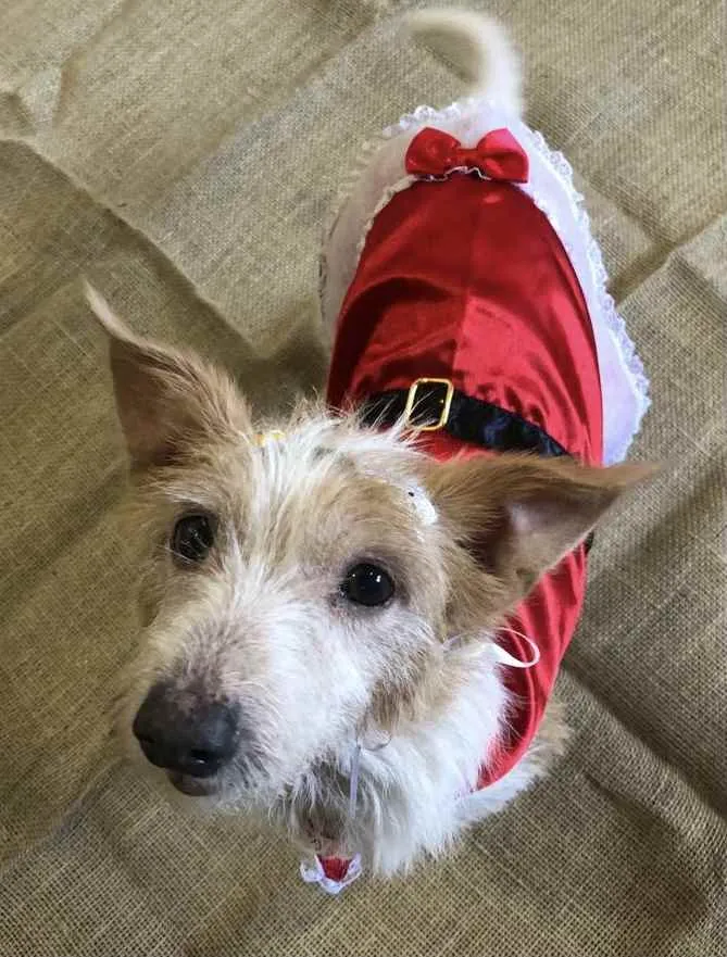 Cachorro ra a Sem raça definida idade 6 ou mais anos nome BELINHA