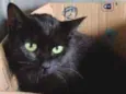 Merlin