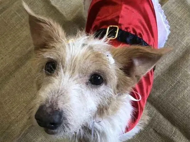 Cachorro ra a Sem raça definida idade 6 ou mais anos nome BELINHA