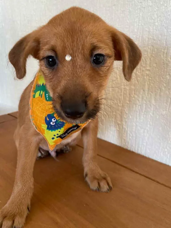 Cachorro ra a Sem raça definida idade Abaixo de 2 meses nome BELO