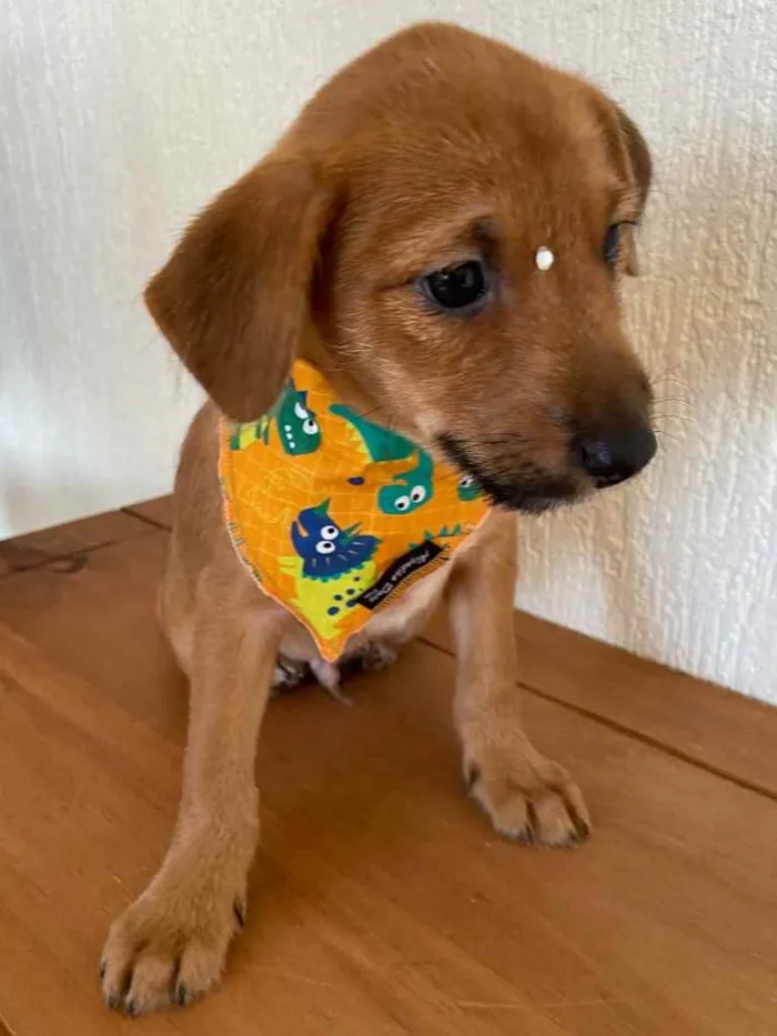 Cachorro ra a Sem raça definida idade Abaixo de 2 meses nome BELO