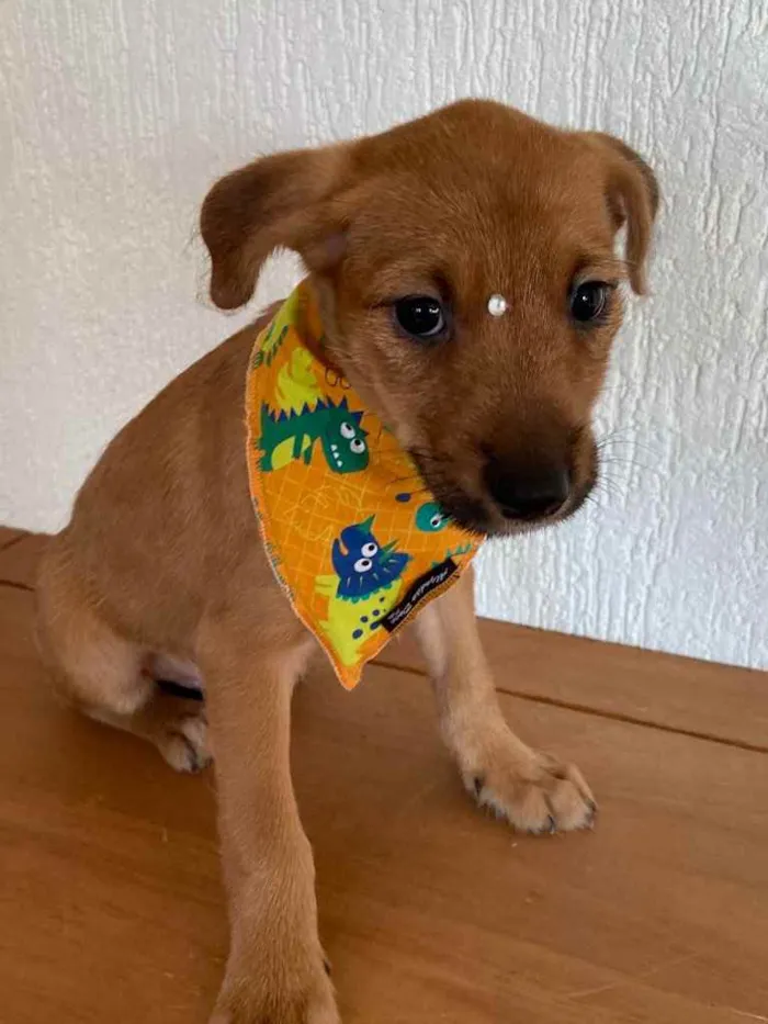 Cachorro ra a Sem raça definida idade Abaixo de 2 meses nome BELO