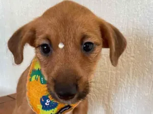 Cachorro raça Sem raça definida idade Abaixo de 2 meses nome BELO