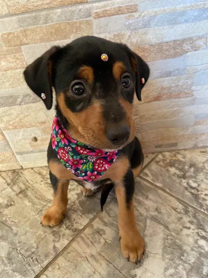 Cachorro ra a Sem raça definida  idade Abaixo de 2 meses nome JADE