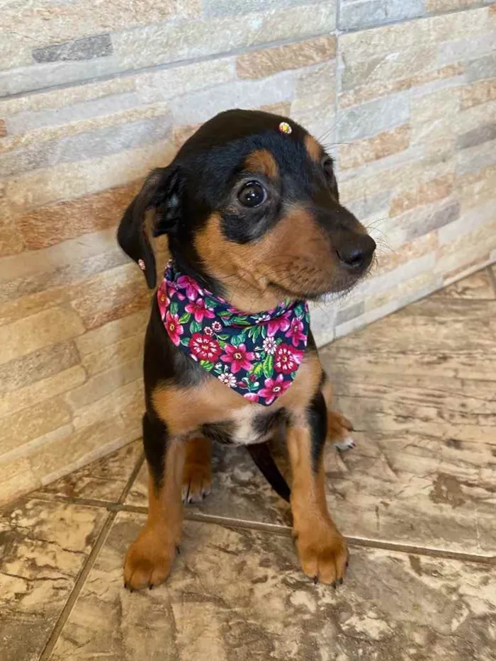 Cachorro ra a Sem raça definida  idade Abaixo de 2 meses nome JADE