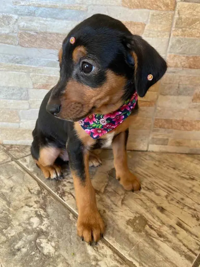 Cachorro ra a Sem raça definida  idade Abaixo de 2 meses nome JADE