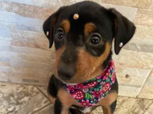 Cachorro raça Sem raça definida  idade Abaixo de 2 meses nome JADE