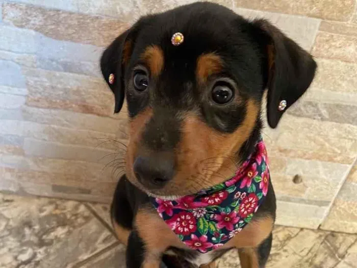 Cachorro ra a Sem raça definida  idade Abaixo de 2 meses nome JADE