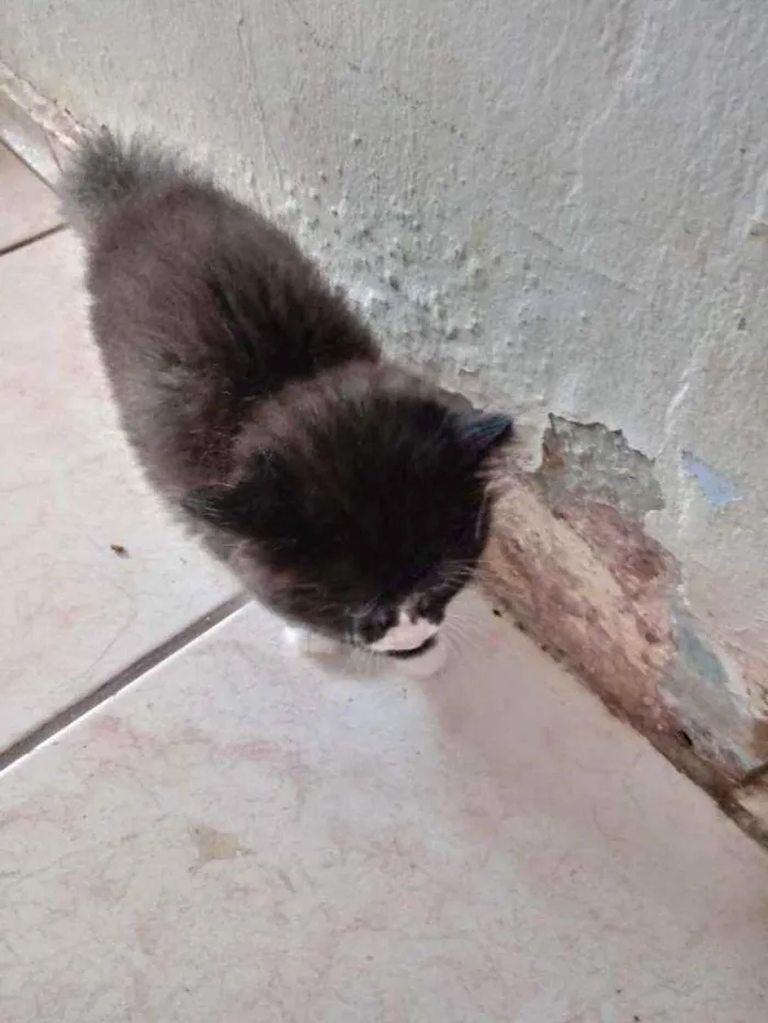 Gato ra a SRD idade 2 a 6 meses nome Panda