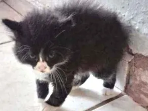 Gato raça SRD idade 2 a 6 meses nome Panda