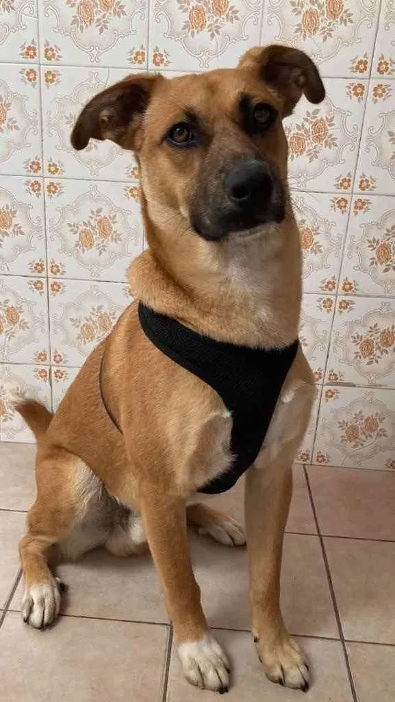 Cachorro ra a Sem Raça Definida idade 2 a 6 meses nome NINO