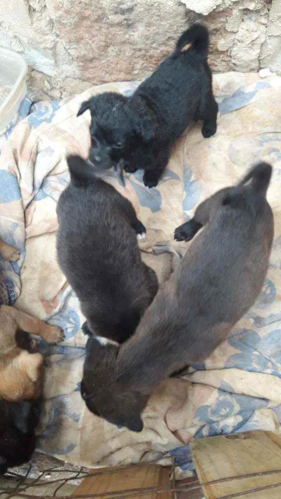 Cachorro ra a Labrador com vira lata idade Abaixo de 2 meses nome Filhotes