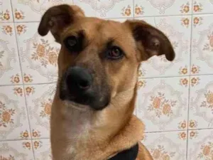 Cachorro raça Sem Raça Definida idade 2 a 6 meses nome NINO