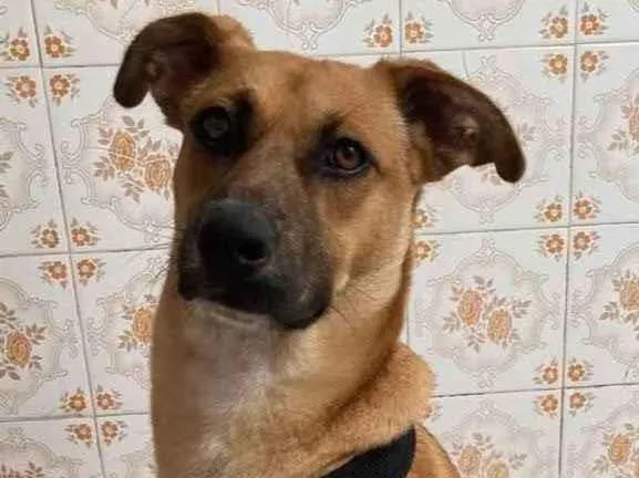 Cachorro ra a Sem Raça Definida idade 2 a 6 meses nome NINO