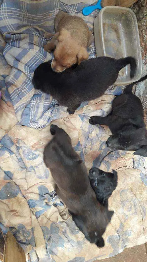 Cachorro ra a Labrador com vira lata idade Abaixo de 2 meses nome Filhotes