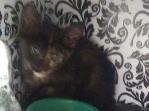 Gato ra a Não definida idade Abaixo de 2 meses nome Sem nome até então