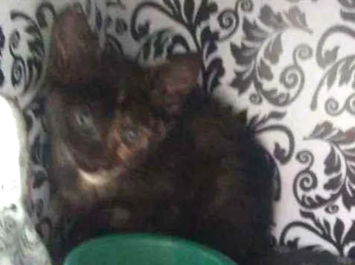 Gato ra a Não definida idade Abaixo de 2 meses nome Sem nome até então