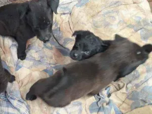 Cachorro raça Labrador com vira lata idade Abaixo de 2 meses nome Filhotes