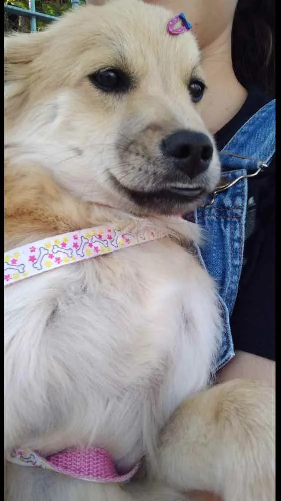 Cachorro ra a Chow Chow com Vira-lata  idade 1 ano nome Phoebi 