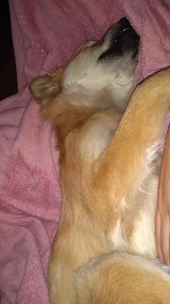 Cachorro ra a Chow Chow com Vira-lata  idade 1 ano nome Phoebi 